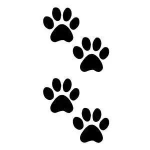 猫足迹图片