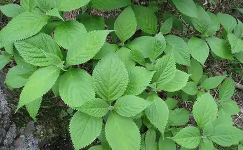 野菜香茶菜的功效与作用