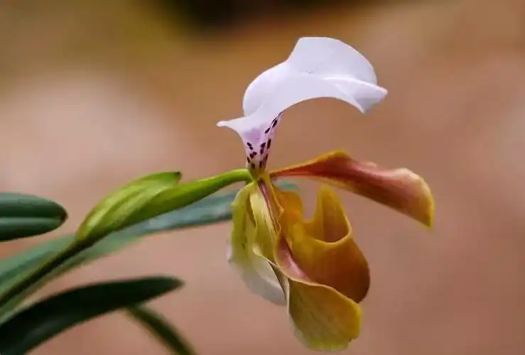 国家Ⅰ级濒危物种格力兜兰的鉴赏辨识与保护现状