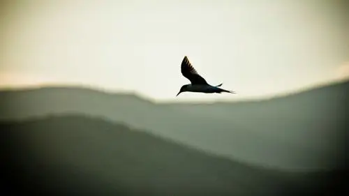 壁纸,动物,燕子,1920x1080尺寸壁纸-回车桌面