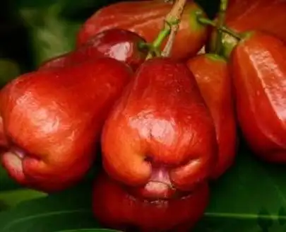 41种不常见的水果(图)1