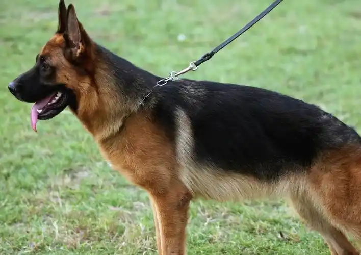 主人就花了3000块钱在某宝上网购了一只心爱的狗狗,这狗看起来很威武