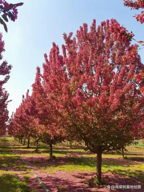 最新绚丽海棠价格是多少?山东临沂海棠树基地