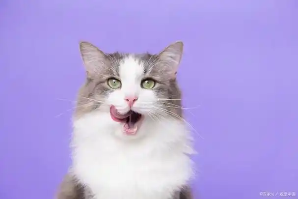 英短淡紫色很少见吗