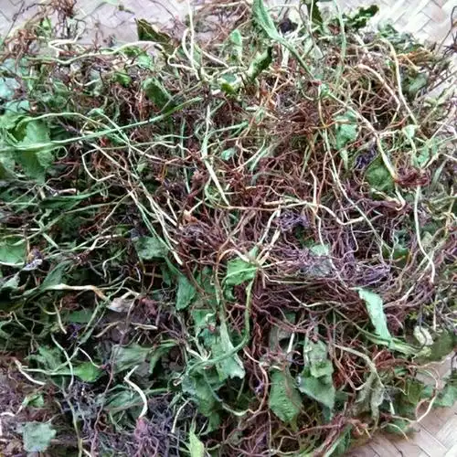 伟博贵州苗药一支箭干货蛇咬子新货蛇吐须草药材青藤产地直发【嘉万