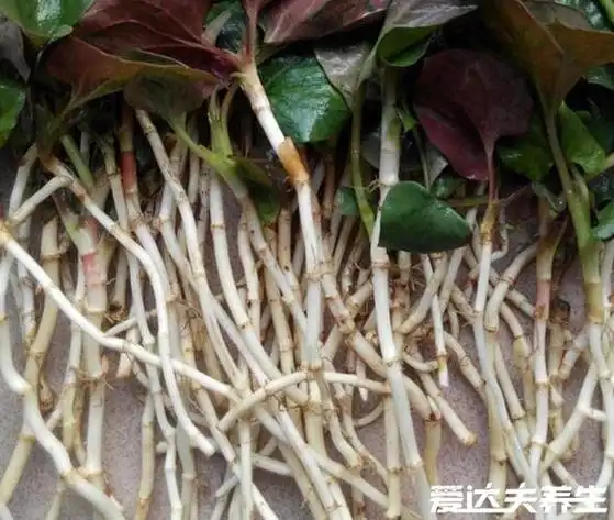 鱼腥草的功效和禁忌有一些人不适宜服用鱼腥草