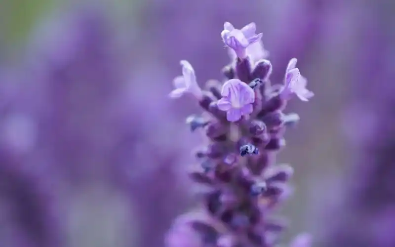 唯美意境花卉图片治愈系小清新桌面壁纸图片