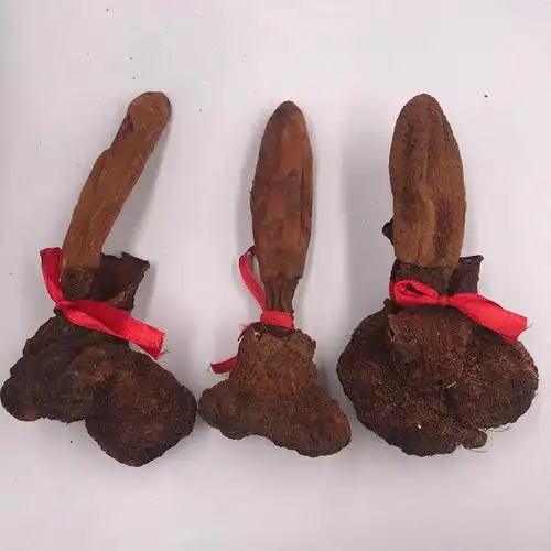 正宗西藏顶天柱续阳草回春草不老草肾阳草肉苁蓉锁阳男