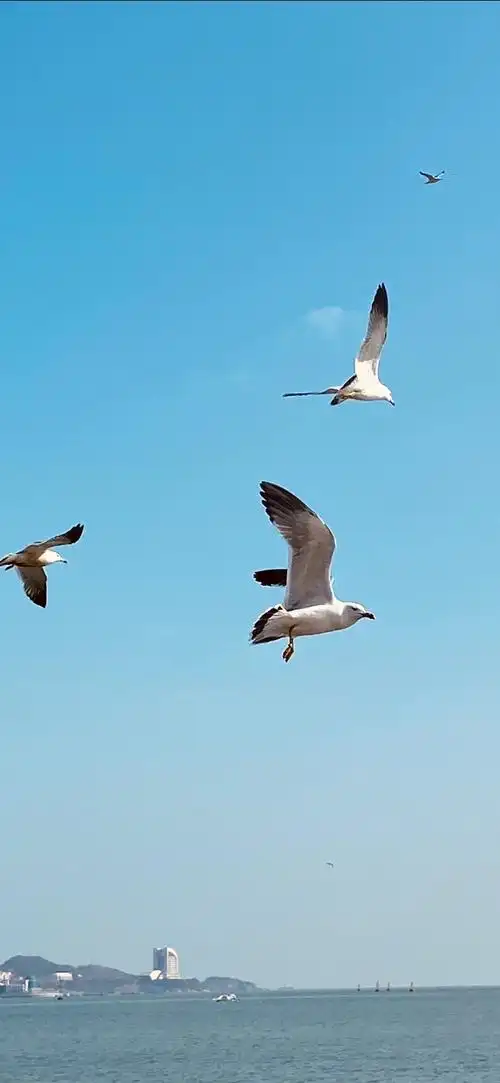 大海和海鸥(二)图片,视频.2021,3,4摄于威海(幸福们附近)