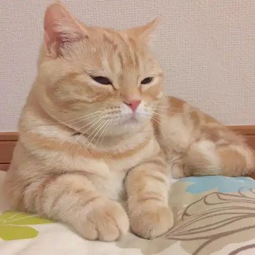 喵星人呆呆傻傻可可爱爱的自愈系 萌宠 猫咪 呆萌 可爱 赞 评论 收藏