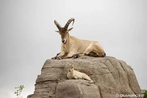 石山羊