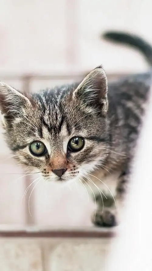 高清无水印可爱宠物猫咪图片(5)