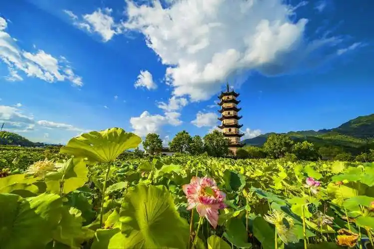 浙江金华武义十里荷花景区,儿子拍的照片.