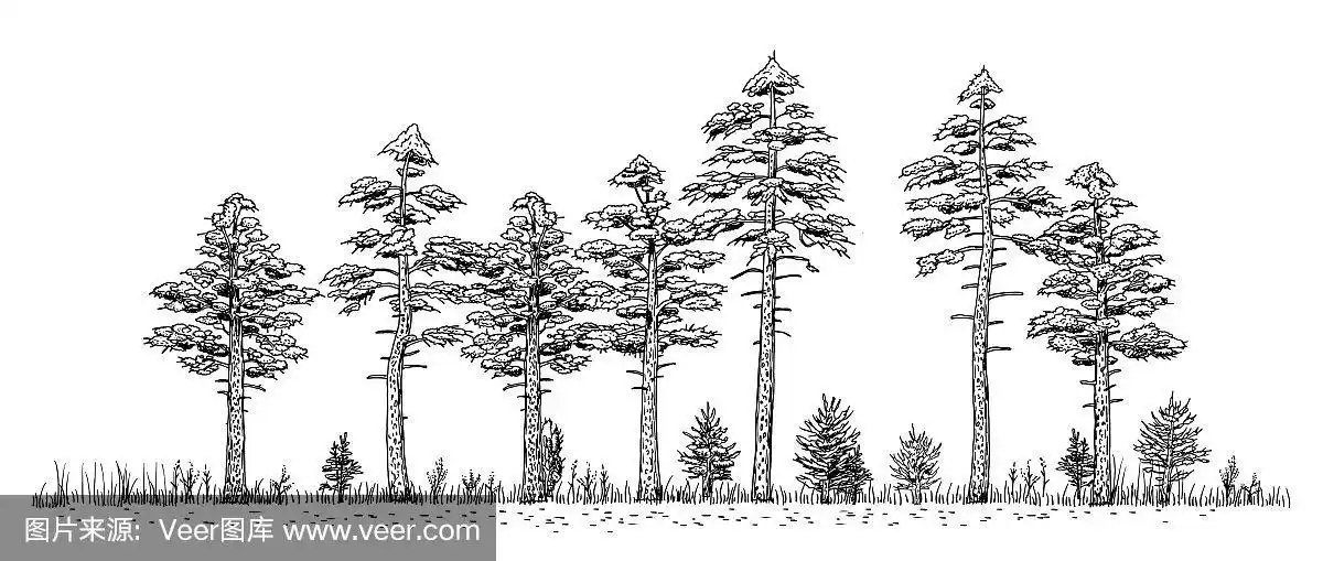 绘画插图,树林,森林,松木,白色背景