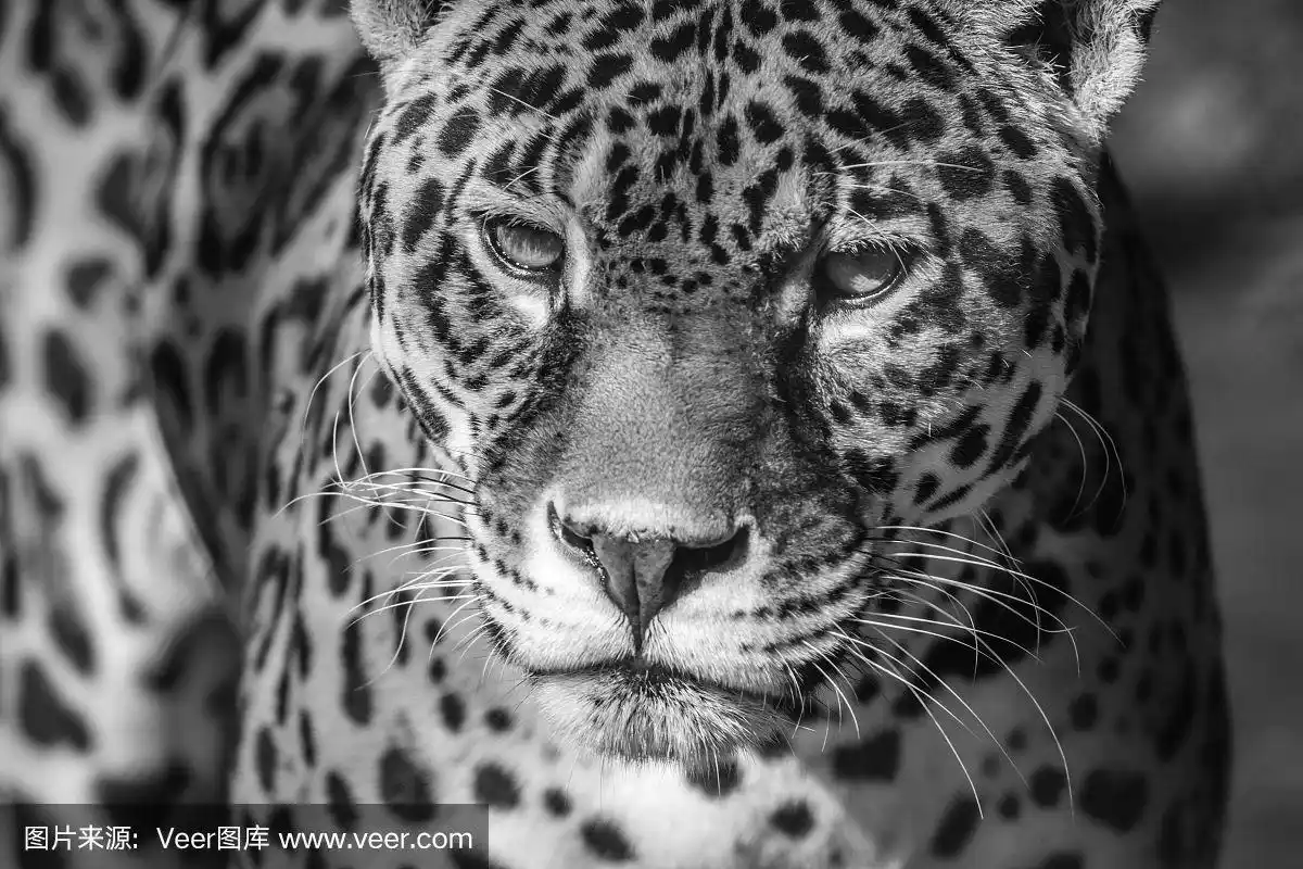 豹肖像,黑白相间