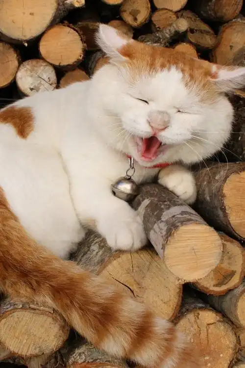 搞怪表情呆萌猫咪喵星人可爱手机壁纸