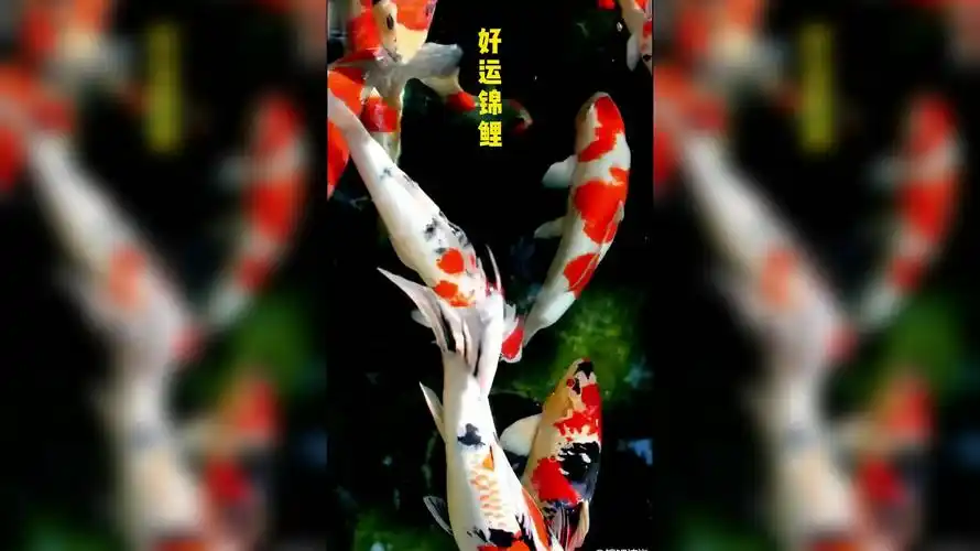 巨蟹座每日运势:2021年7月21日趋吉避凶,打卡接好运!