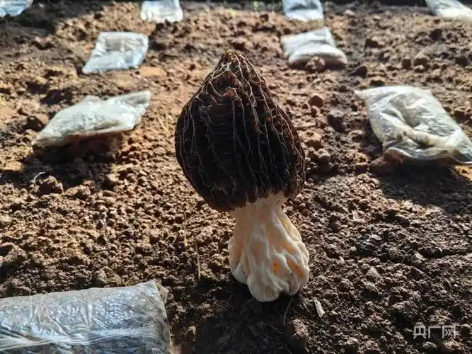 等待采摘的羊肚菌(央广网记者 陈锵 摄)