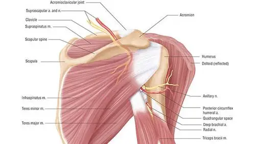 三角肌锻炼方法大全_肩部肌肉锻炼_一定要学的练肩膀的动作&方法