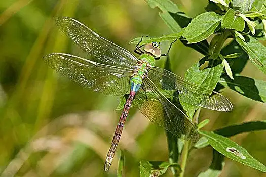 绿蜻蜓图片