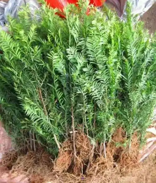 曼地亚红豆杉(曼地亚红豆杉和南方红豆杉哪个好)