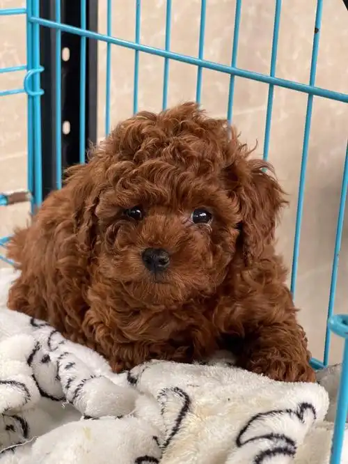 泰迪犬,其实是贵宾犬的其中一种美容方式,很多人对这种狗狗可能只是听