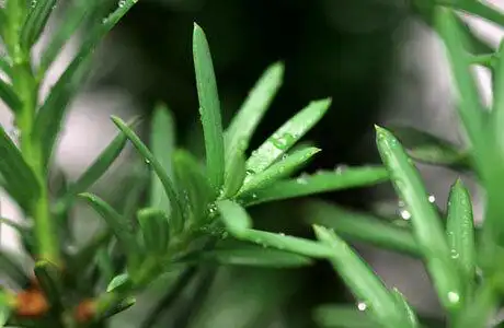 问苗曼地亚红豆杉的八大特点