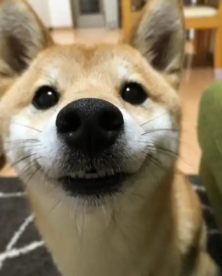 所以今天就要带来一只依然来自日本,但笑得就是比其他汪汪还灿烂的 柴