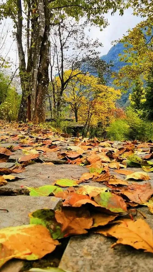 秋风落叶,随风而去.人生何己,皆是回忆.