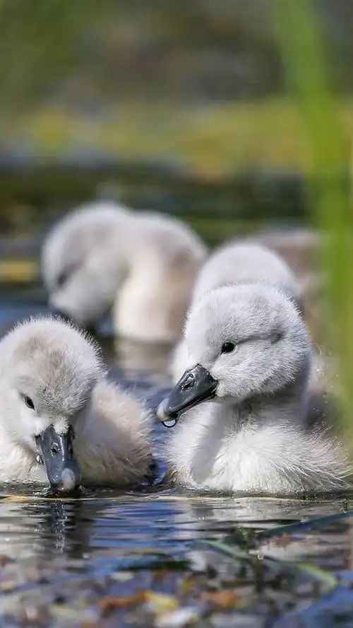 小天鹅,芦苇,水