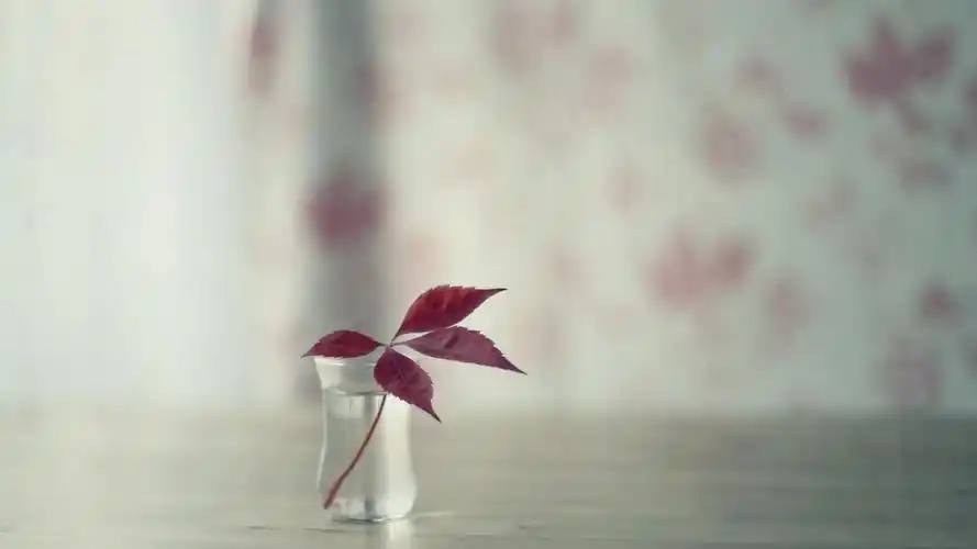 唯美清新的微距摄影高清宽屏壁纸