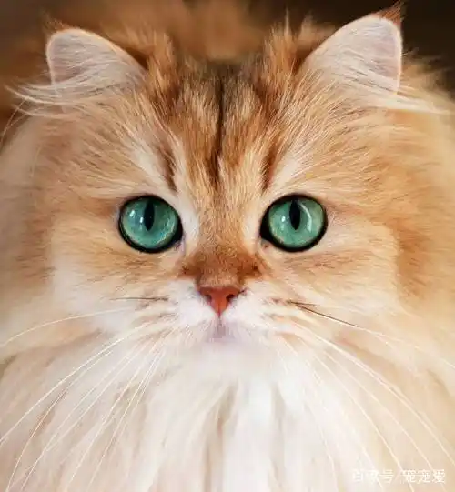 这些美丽的猫咪,眼睛像宝石一样闪亮,看完心都要被萌化了