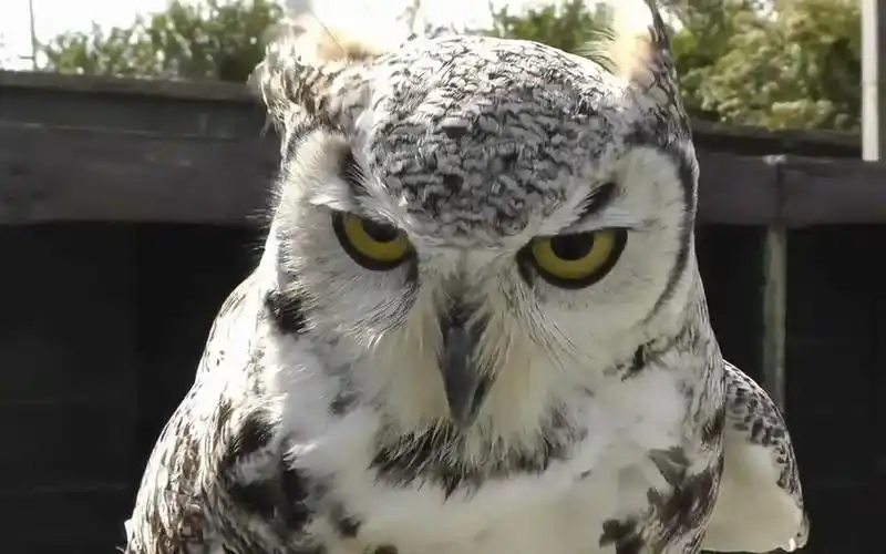 高冷帅气的猫头鹰对着镜头一脸不屑!_动物圈_生活_bilibili_哔哩哔哩