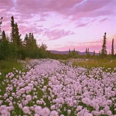 微信最吉利的好看头像唯美绿植 好看能带来好运的微信头像-微信头像