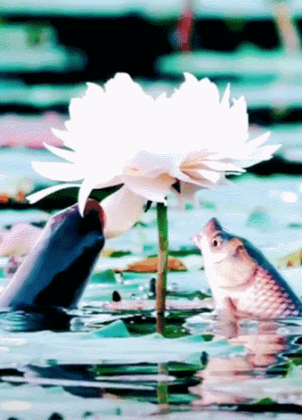 太神奇!鱼吃荷花,让人大开眼界!