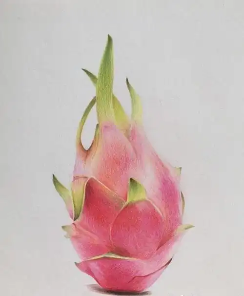 彩铅手绘水果系列 可爱水果酸酸又甜甜