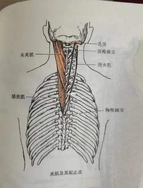 每天学习一个肌肉夹肌