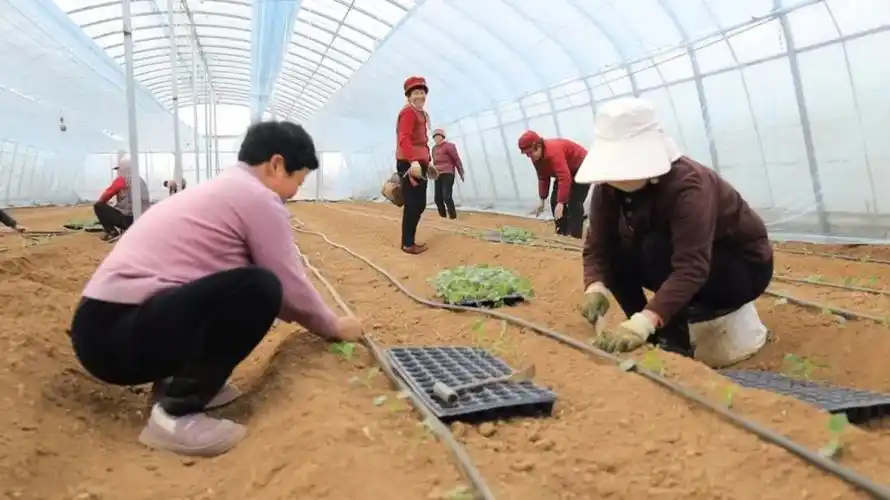 东平县东平街道全力提高种植成效实现富民强村目标