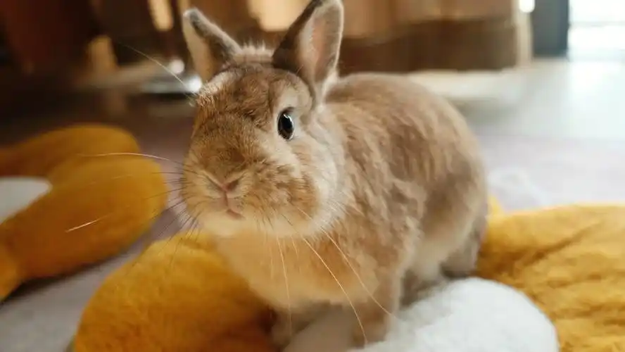 我家宠物好可爱  #兔兔  #侏儒兔  #兔子