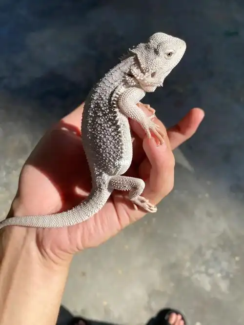 超白鬃狮蜥200300大小都有