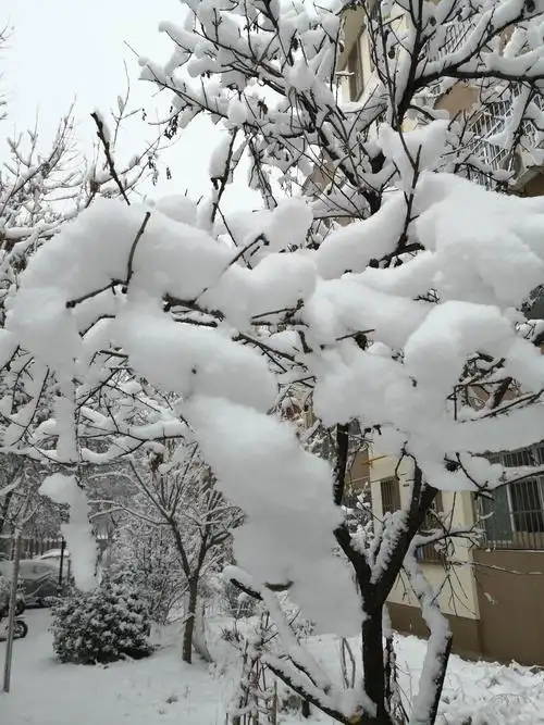 矿区的住宅小区里的楼下树上都挂满了白白的雪绒球!美极了!