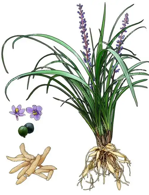 快速鉴别丨天冬,麦冬与山麦冬的功效有何不同