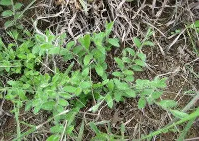 白毛将(中草药)