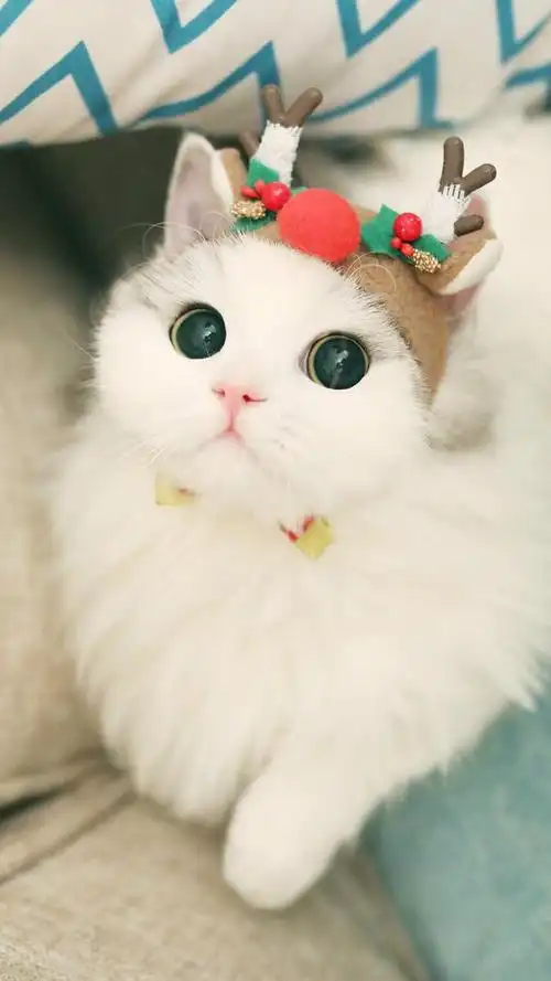 超可爱的小猫咪壁纸合集快来领取一只吧