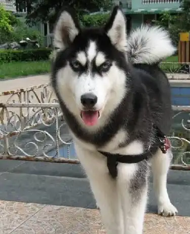 如何选一只品相好的哈士奇?看它头上的"三把火"准没错_眼睛_感觉_颜色