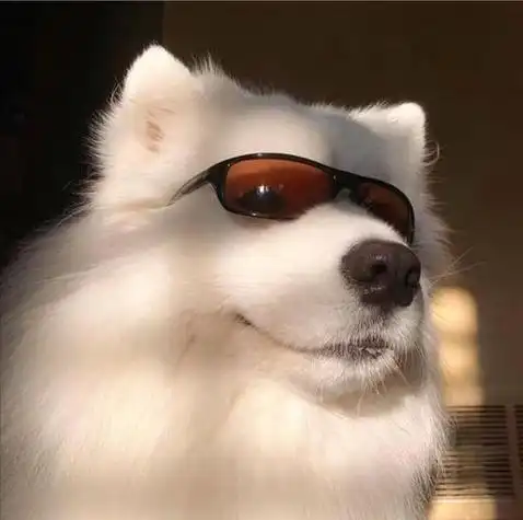 胖狗狗头像图片 蠢萌 狗狗头像图片大全 -【爱个性】