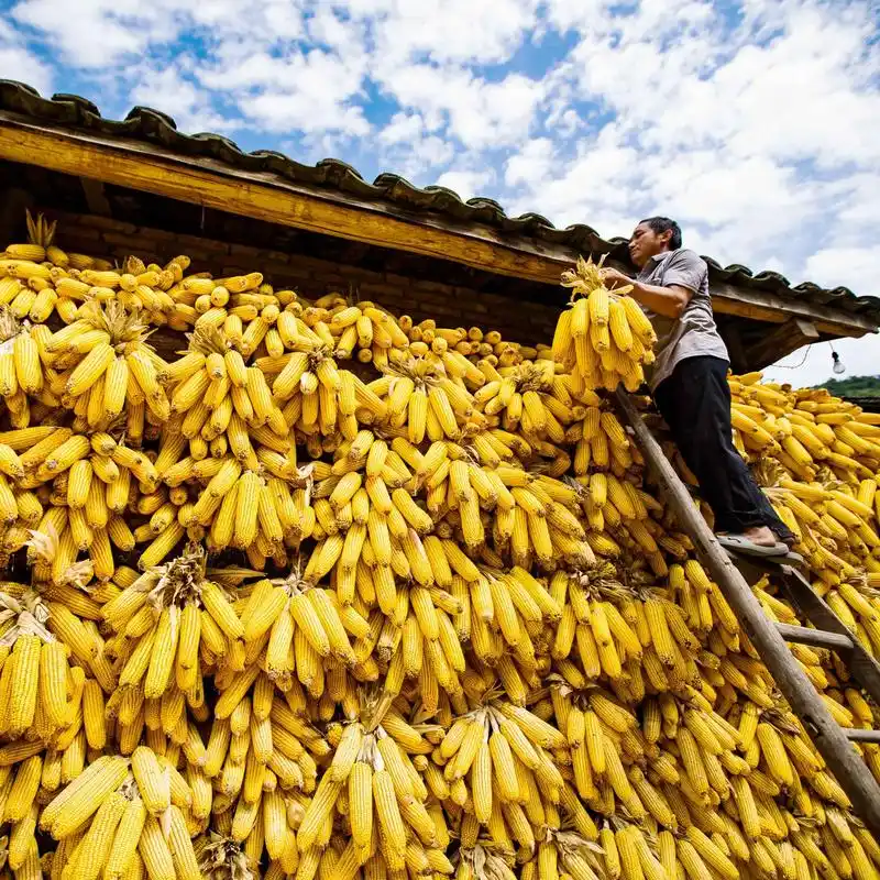 美丽中国醉美金秋丰收图