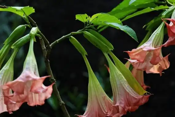 九大佛教吉祥圣花莲花被称为圣洁之花3