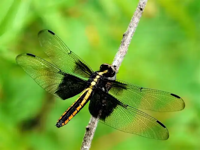 可爱的蜻蜓图片昆虫蜻蜓