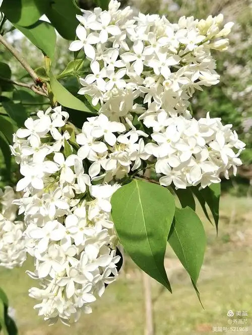 柔弱中的美丽一一丁香花